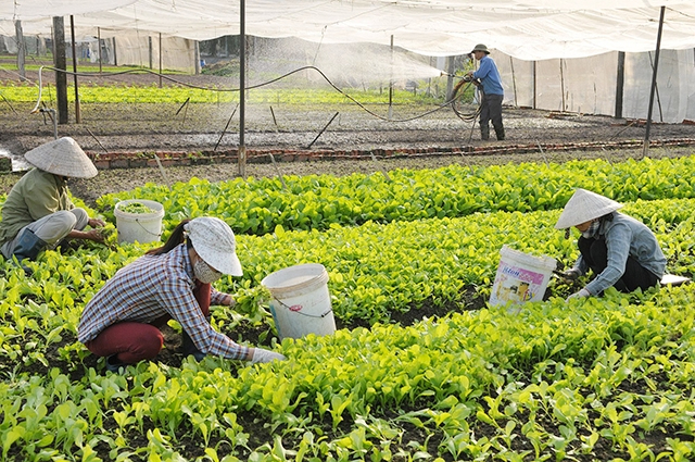 Việt Nam đang nỗ lực xây dựng thương hiệu sản phẩm địa phương và thương hiệu cho các sản phẩm nông nghiệp bản địa.