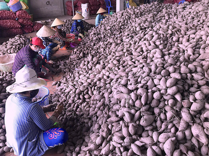 People have the custom of selling potatoes in mass amounts, businesses and cooperatives buy potatoes for classification. Photo: Minh Dam.