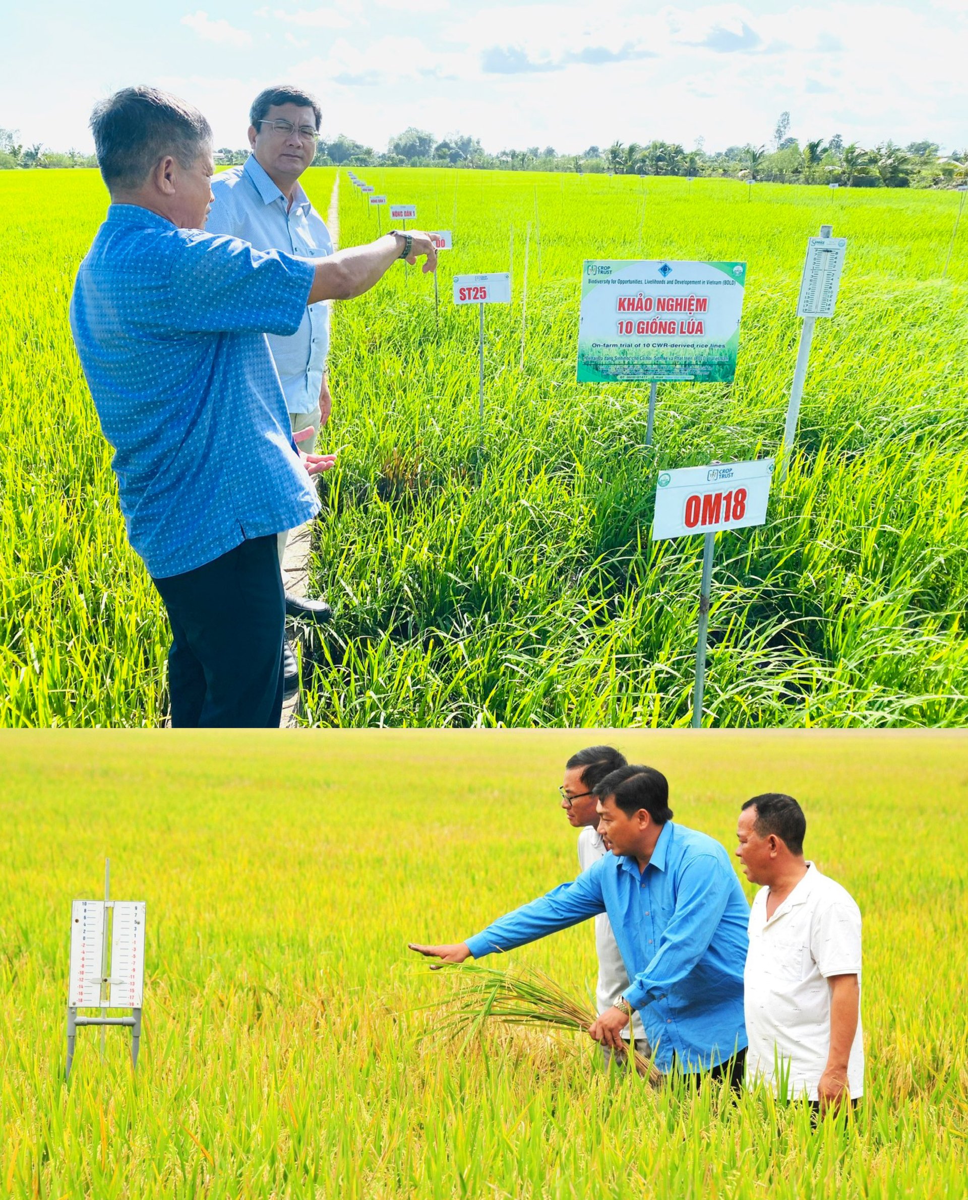 During the GR period, domestic rice production increased continuously at high or low levels depending on state policy, from 8.4 million tons in 1968 to 38.9 million tons in 2009 and 44 million tons in 2018.