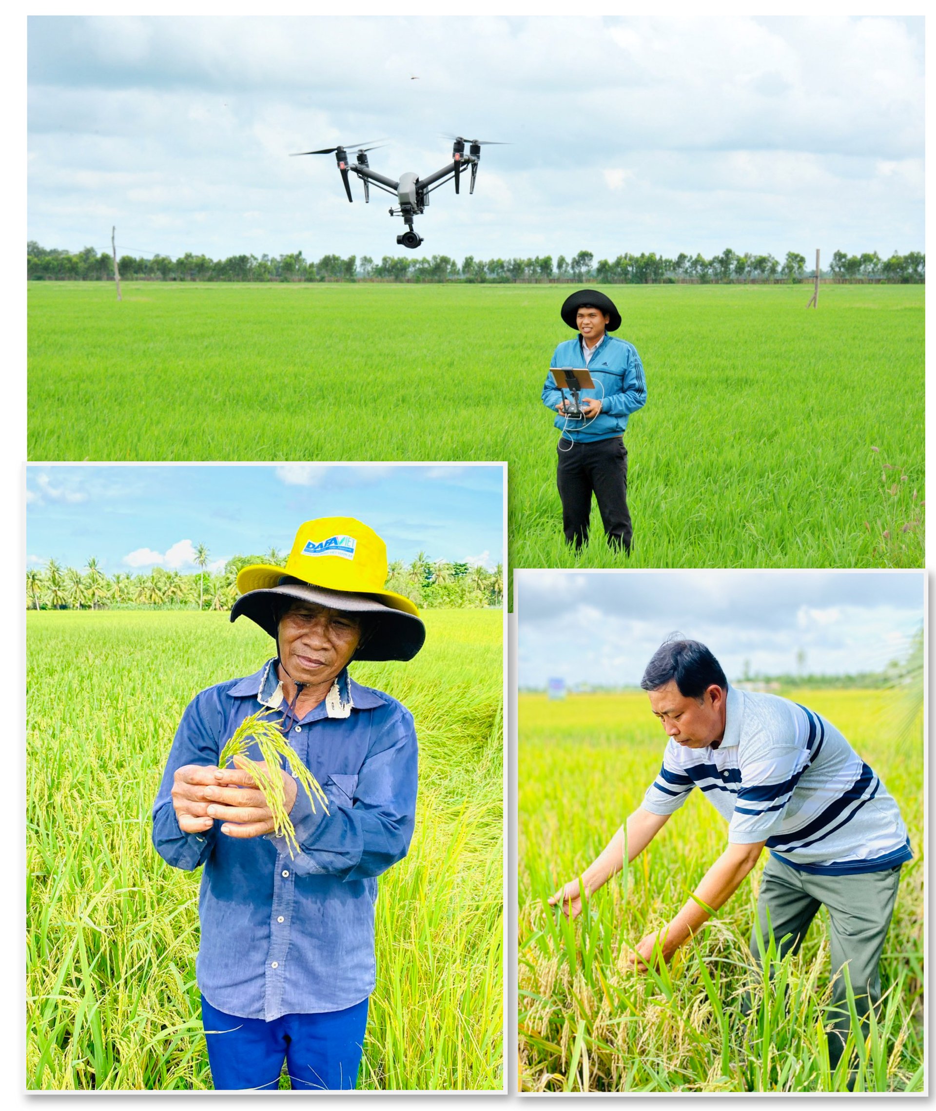 Green Revolution has brought many changes to Vietnam's rice industry.