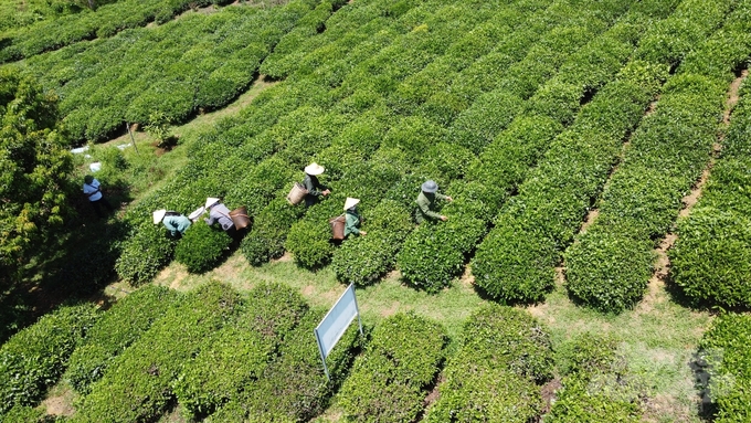 Đồi chè tại xã Bình Sơn nhìn từ trên cao. Ảnh: Quốc Toản.