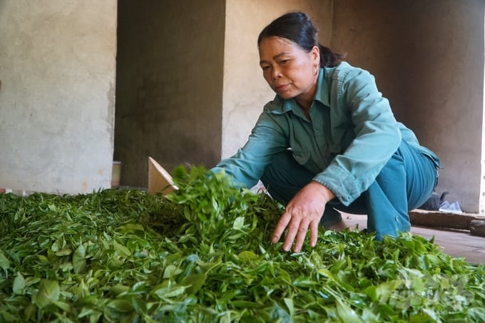 Binh Son tea is harvested and carefully selected before being processed. Photo: Quoc Toan.