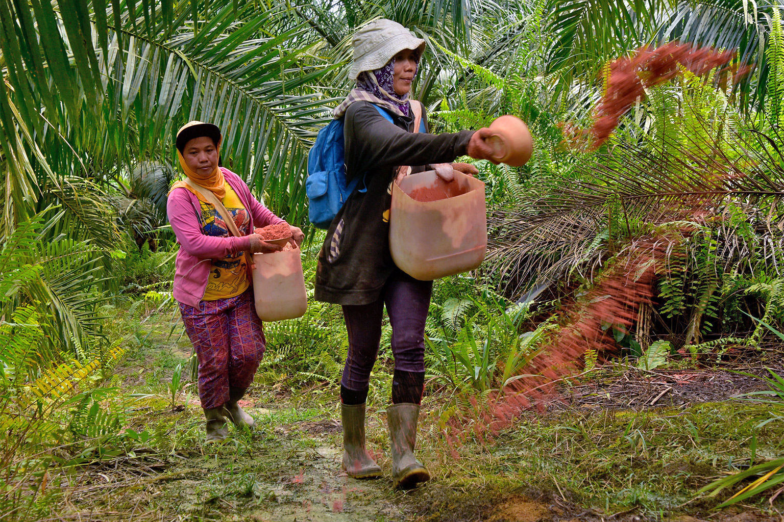 Quá trình bón phân cho đất trồng dầu cọ của nông dân Indonesia. Ảnh: CIFOR.