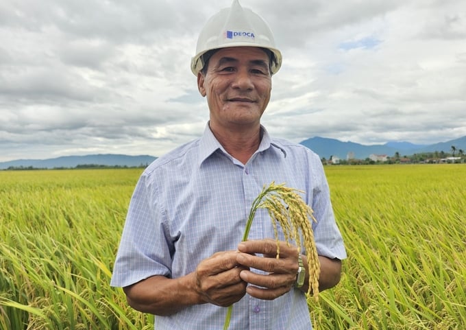 Nông dân rất ưng ý giống lúa ĐB6 trình diễn tại xã Hòa Phong, huyện Tây Hòa, tỉnh Phú Yên. Ảnh: KS.