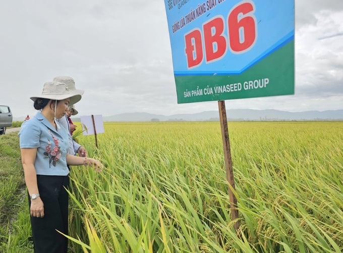 Bà Đặng Thị Thủy, Phó Giám đốc Sở NN-PTNT Phú Yên tham quan mô hình giống lúa ĐB6. Ảnh: KS.