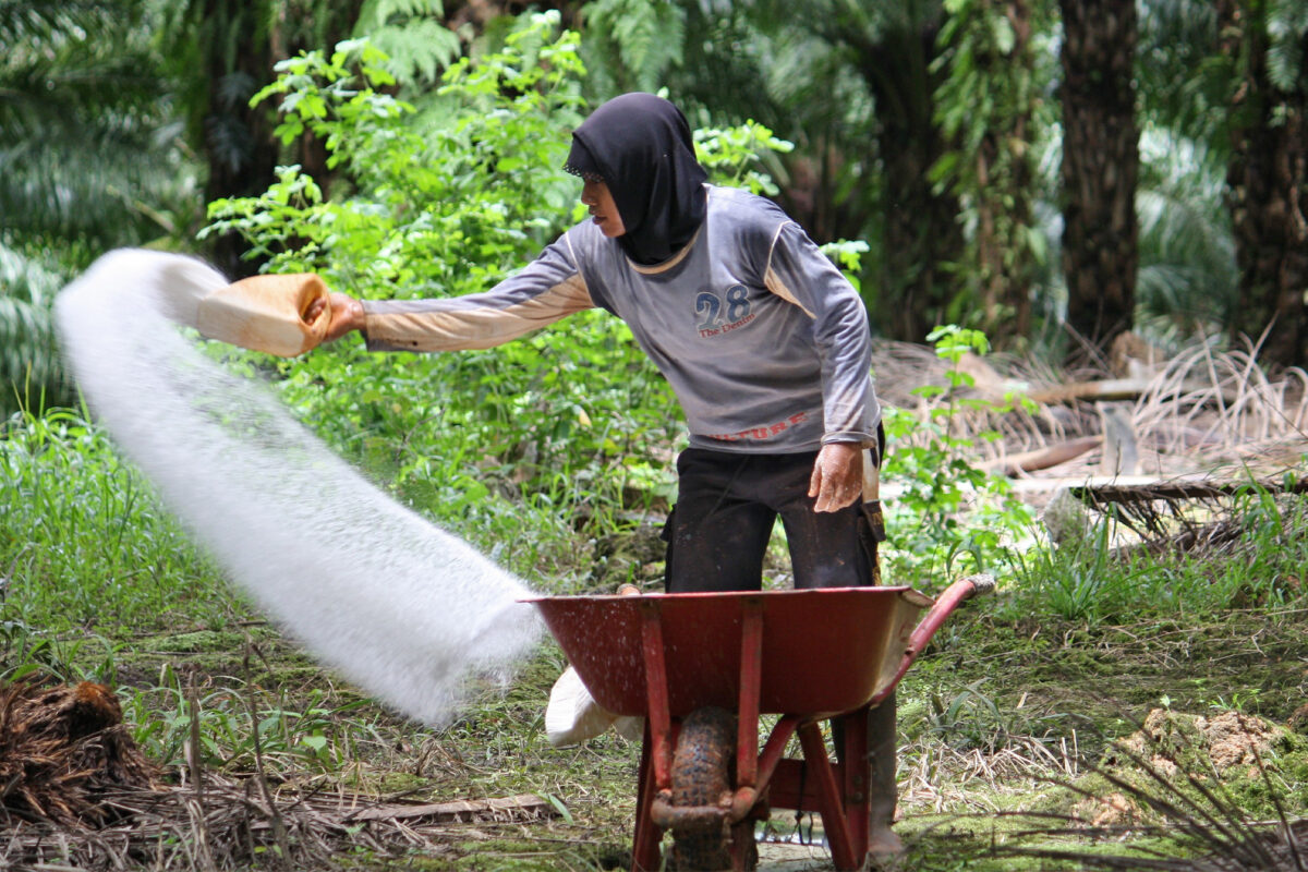 Một công nhân đang bón phân cho đồn điền dầu cọ ở Indonesia. Ảnh: CIFOR.