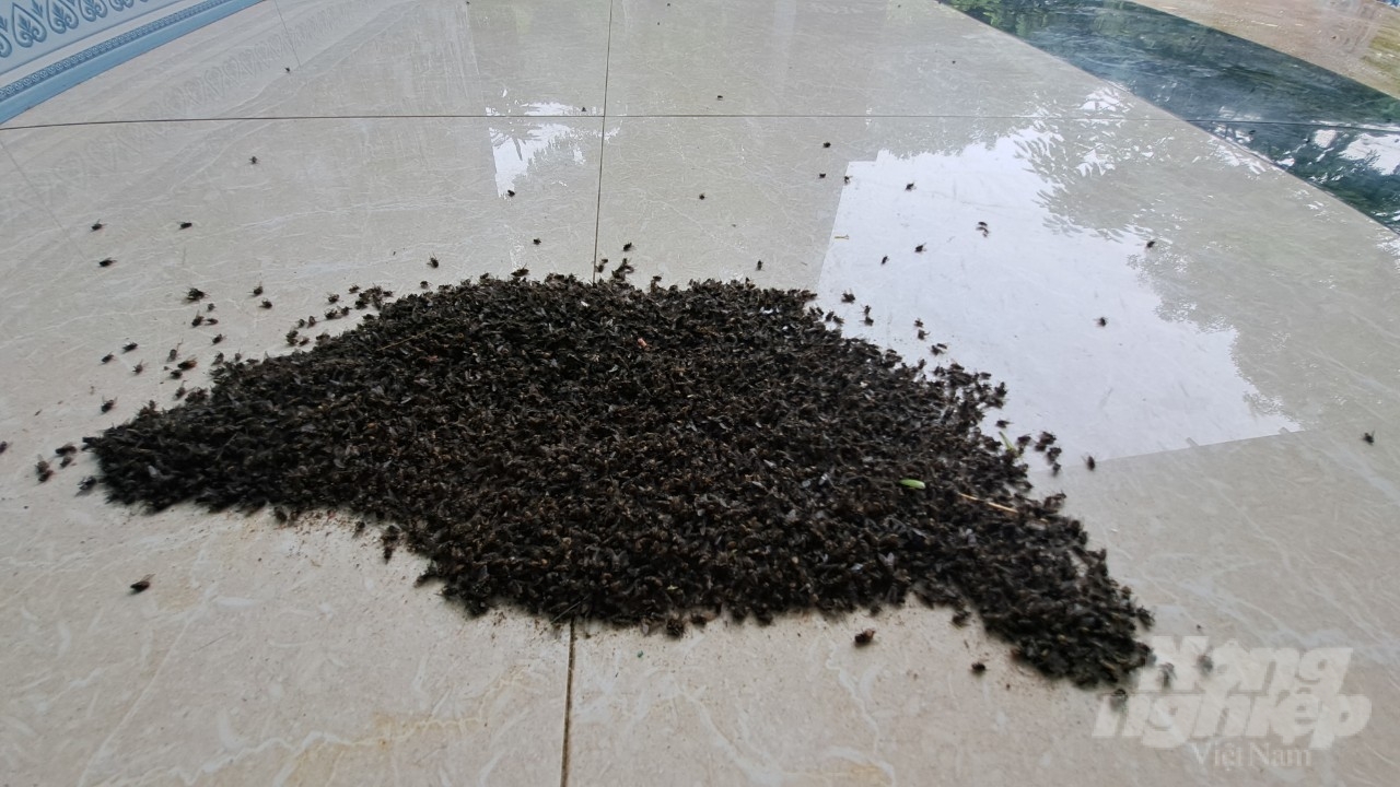 Tình trạng ruồi xuất hiện nhiều tại thôn Đồng Hội do Công ty VIHAD nhập phân tươi để bón cho cây trồng. Ảnh: Quốc Toản.