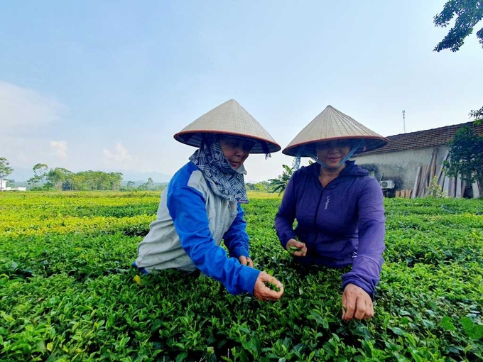 People in Quang Thinh commune, Hai Ha district take care of tea plants. Photo: Cuong Vu.