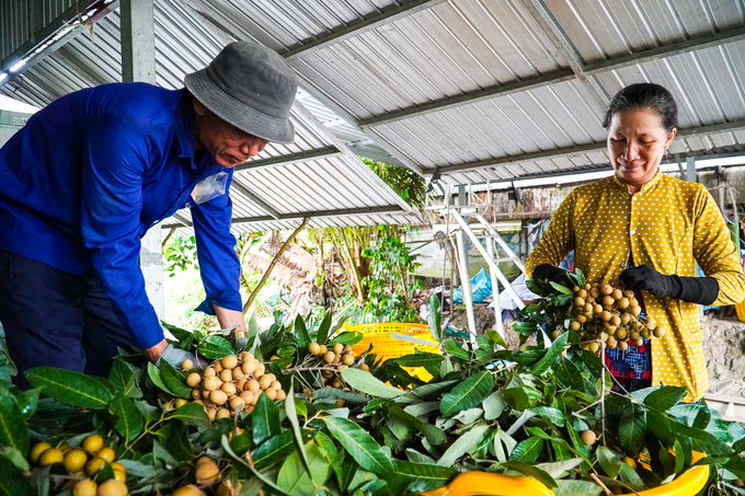 Hiện nay người dân khoán đất tại Nông trường sông Hậu để chuyển đổi sang trồng cây ăn trái, có cuộc sống ổn định. Ảnh: Kim Anh.