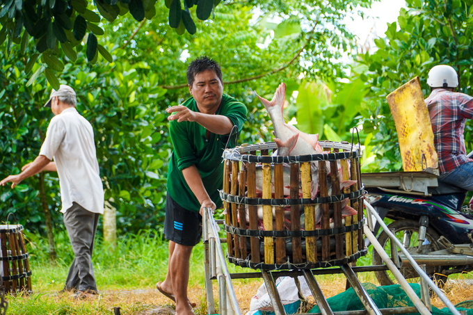 Nông trường sông Hậu còn là khu vực cung cấp nguồn nguyên liệu cá tra phục vụ các nhà máy chế biến, xuất khẩu. Ảnh: Kim Anh.