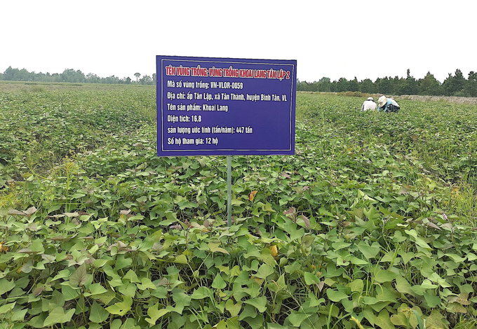 Building growing areas in the sweet potato chain. Photo: Huu Duc. 