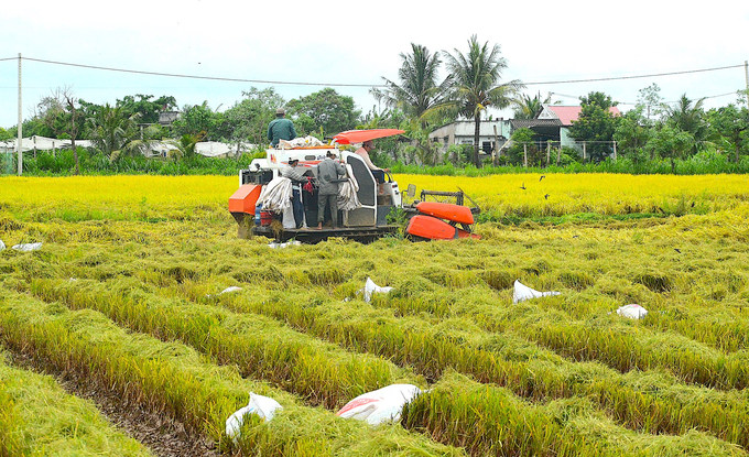 Nông dân Tiền Giang thu hoạch lúa hè thu. Ảnh: Minh Đãm.