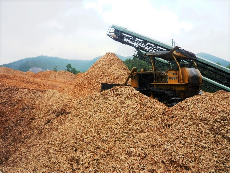 Trong những năm gần đây, ngành chế biến dăm gỗ phát triển mạnh tại Bình Định. Ảnh: V.Đ.T.