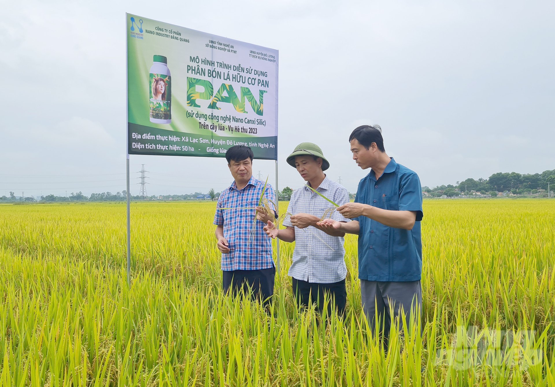 The model of using PAN organic fertilizer initially brought positive results. Photo: Viet Khanh.
