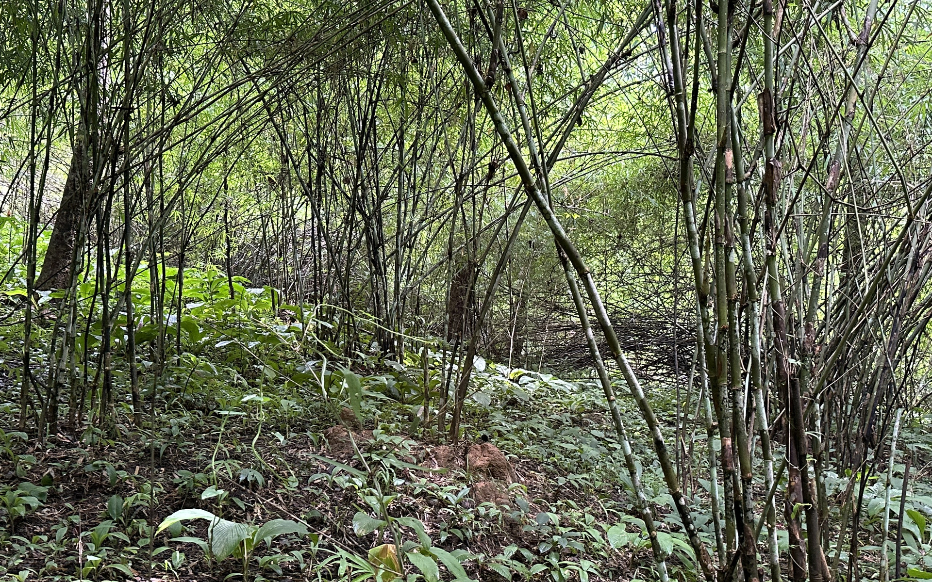 Most of the forests in the project are bamboo and mixed trees. Photo: TS.