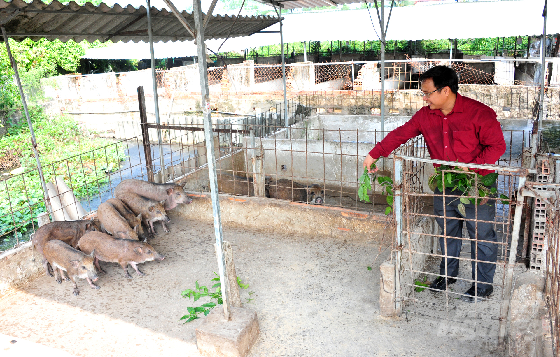 Anh Đoàn Phan Dinh, Giám đốc Công ty TNHH Thương mại và Dịch vụ Heo Rừng, cho biết hiện tại Công ty đã liên kết với gần 3.000 hộ dân nuôi heo rừng tại ĐBSCL để bao tiêu đầu ra. Ảnh: Lê Hoàng Vũ.