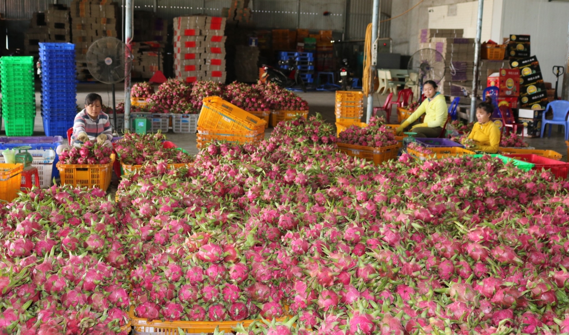 Binh Thuan is trying to promote the granting of Production Unit Codes and packing facility codes to serve dragon fruit exports to other countries. Photo: KS.