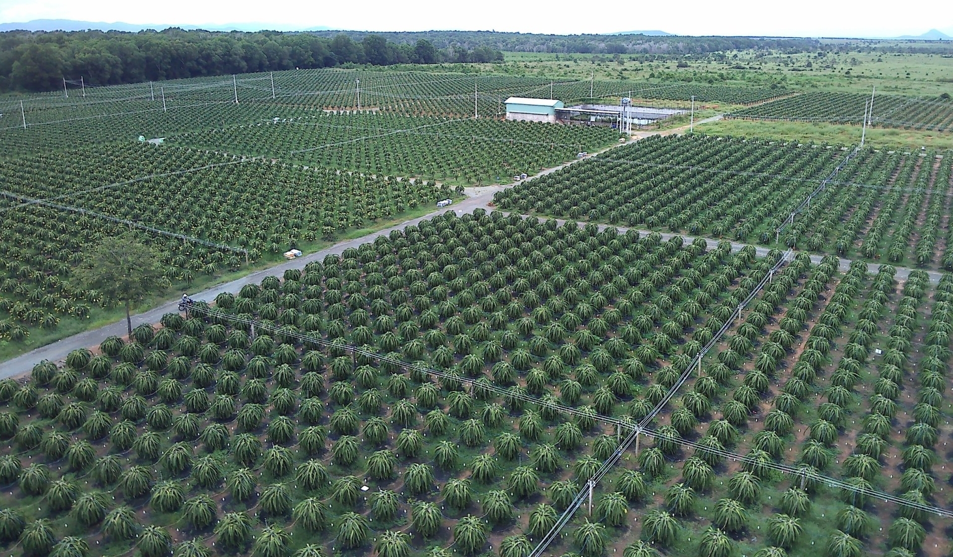 Currently, Binh Thuan province has hundreds of dragon fruit Production Unit Codes. Photo: KS.