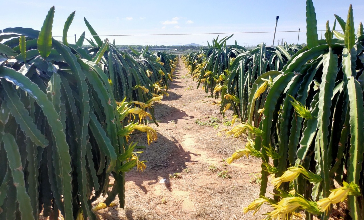 Binh Thuan is the capital of dragon fruit production in the country. Photo: KS.