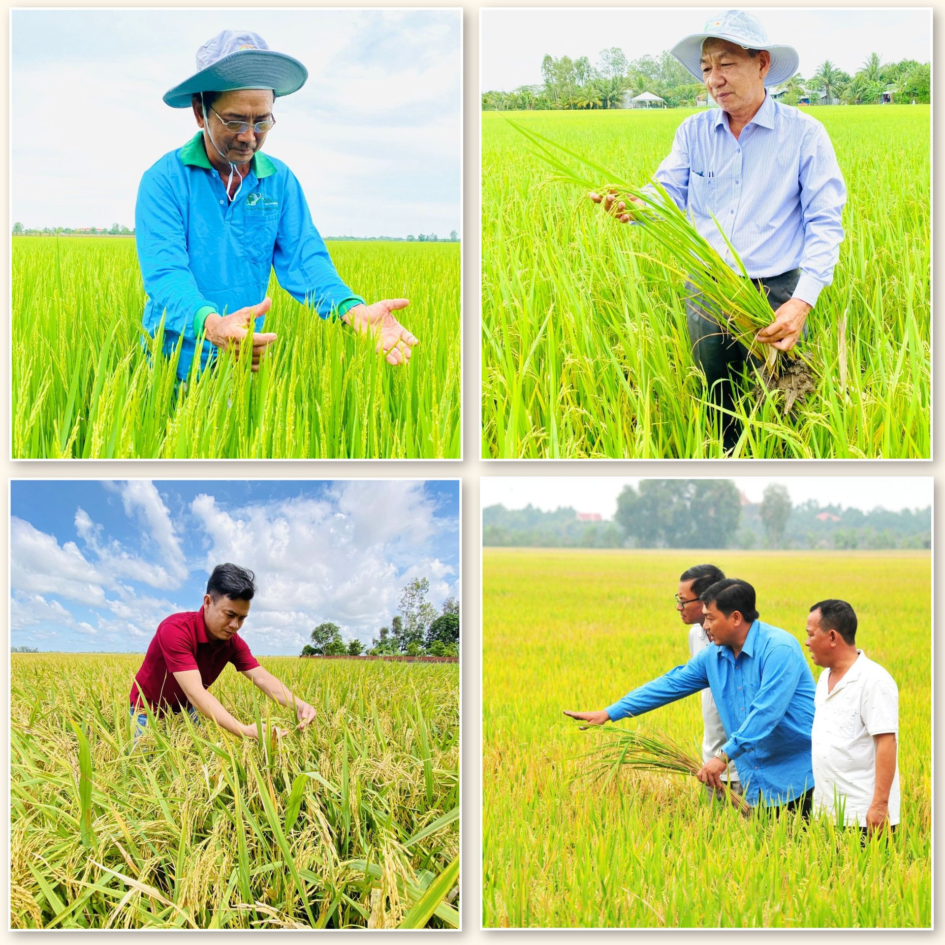 From 'eat well and dress warmly' to 'eat well and dress well', the song 'praise the rice plant' sounds like adding joy, motivation and pride to rice growers.
