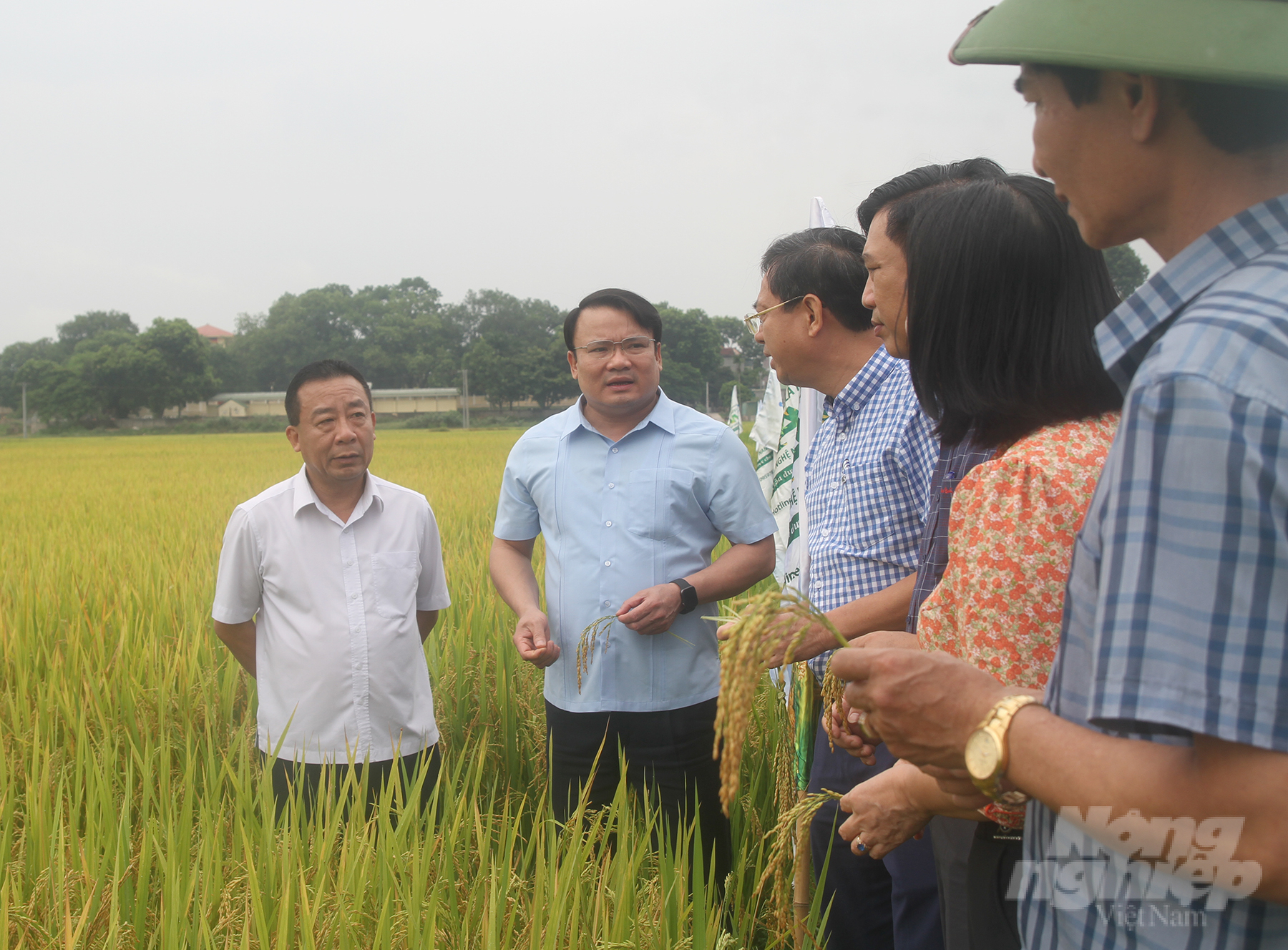 PAN organic fertilizer initially showed good results in the fields. Photo: Quoc Toan.