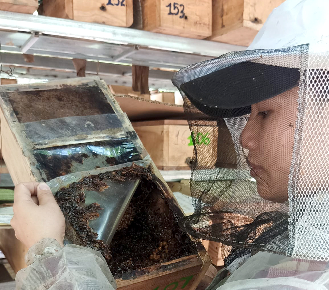 Farmers inspecting beehives. Photo: Son Trang.