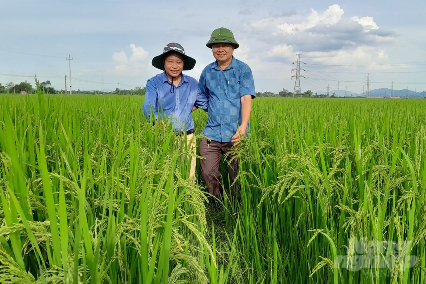 Phân bón hữu cơ PAN cho thấy hiệu quả rõ rệt trên đồng ruộng tại Nghệ An. Ảnh: Quốc Toản.