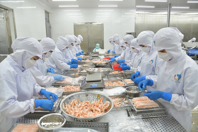 demand for seafood on the global market has been projected to increase in the immediate future, especially during the upcoming Christmas and New Year holidays. Photo: Hong Tham.