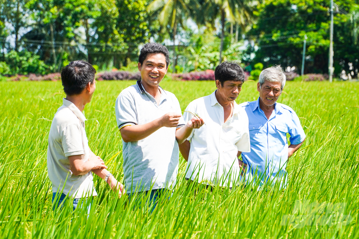 To date, there are 3,500 community agricultural extension groups across the country. Photo: Kim Anh.