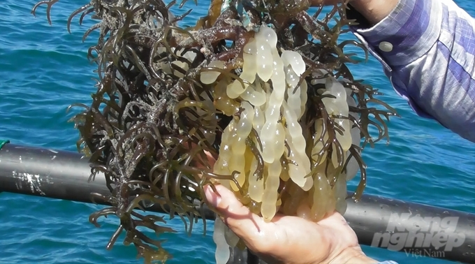 After being laid, squid eggs will form clusters into seaweed substrates placed on the seabed. Photo: Phuong Chi.