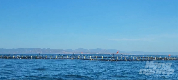 Commercial squid farming cage made of HDPE plastic with an area of 2,304m2 by Mr Nguyen Ba Ngoc. Photo: Phuong Chi.