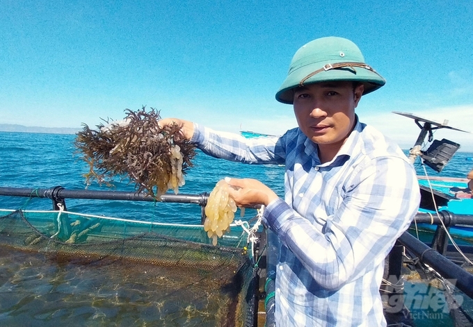 The first model of breeding and raising commercial squid in a semi-natural environment in Vietnam was successfully implemented by Mr Nguyen Ba Ngoc in Ninh Thuan. Photo: Phuong Chi.