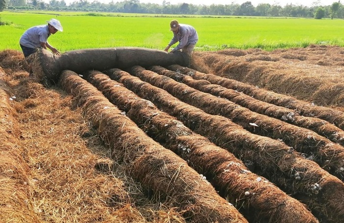 Collecting straw to grow mushrooms is one of the solutions to limit the burning of straw after rice harvest.