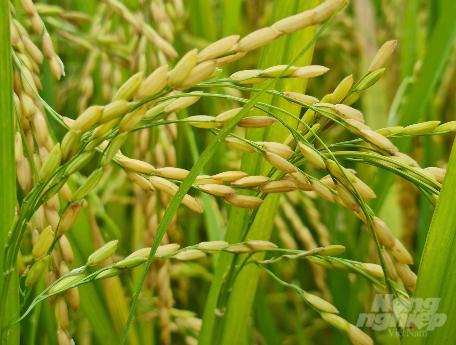 Sử dụng phân bón hữu cơ PAN giúp lúa cứng cấy, cho hạt chắc, khỏe. Ảnh: Việt Khánh.