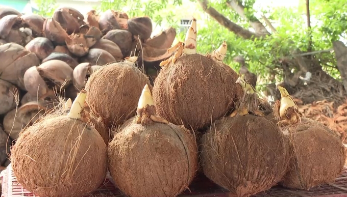Coconut morsel left for a long time will sprout, causing difficulties for farmers. However, the new product is expected to contribute to solving this situation. Photo: Minh Dam.