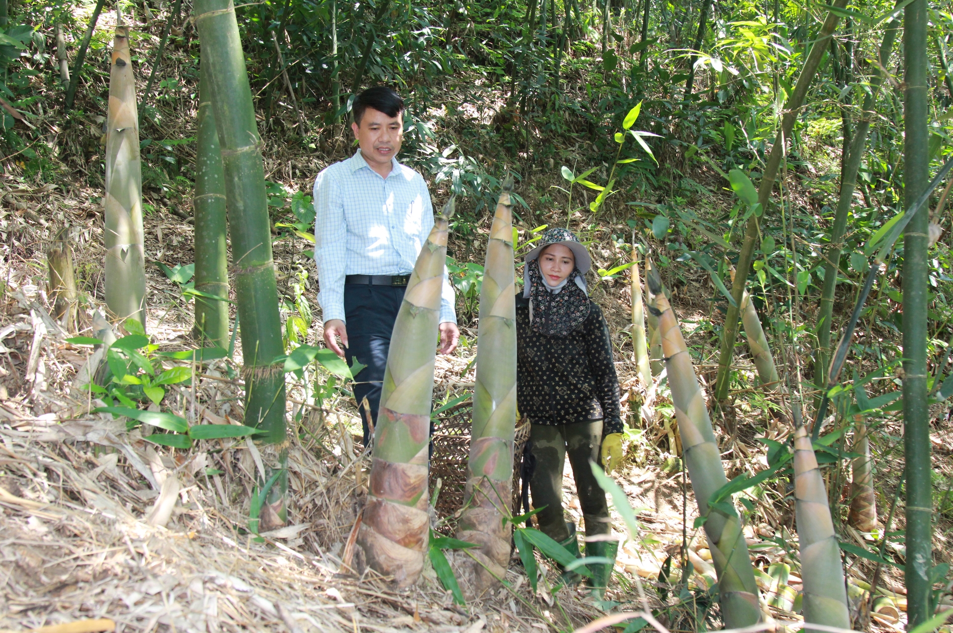 Người dân xã Kiên Thành (huyện Trấn Yên) phấn khởi vì măng Bát Độ được mùa và giá ổn định. Ảnh: Thanh Tiến.