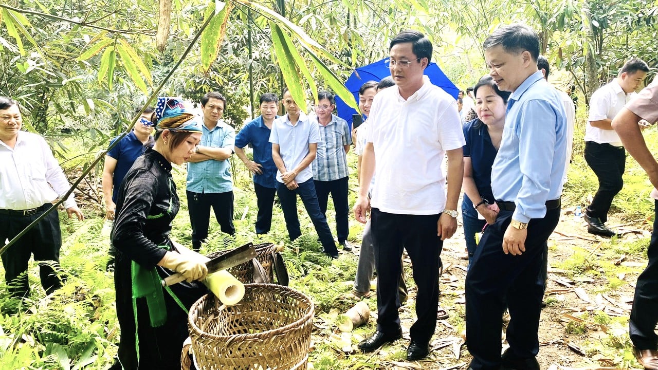 Hiện nay, nhiều tỉnh đã đến học tập mô hình trồng tre Bát Độ ở huyện Trấn Yên. Ảnh: Thanh Tiến.