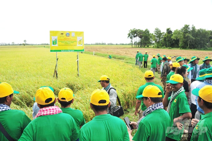 Hundreds of farmers in Ta Keo province came to visit the smart rice farming model. Photo: Le Hoang Vu.