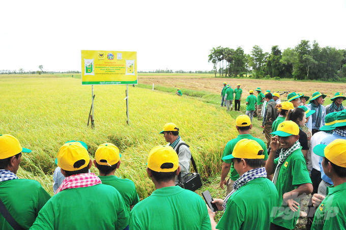 Hàng trăm nông dân tỉnh Tà Keo đến tham quan mô hình canh tác lúa thông minh. Ảnh: Lê Hoàng Vũ.