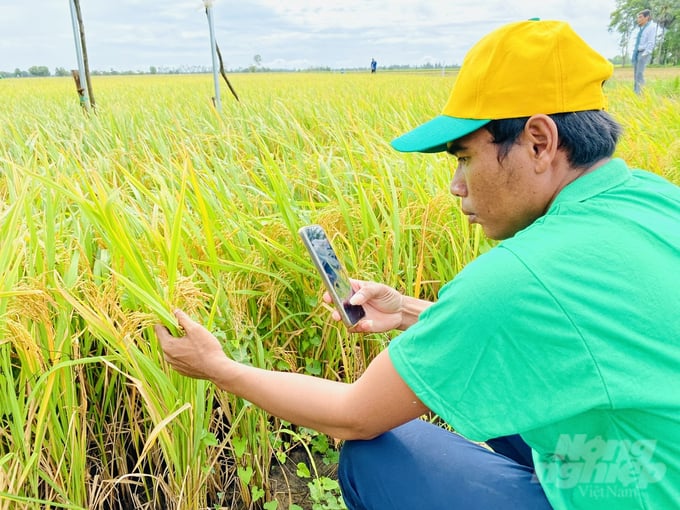 Many other farmers in Ta Keo province came to take photos and videos of the smart rice farming fields deployed by Binh Dien Fertilizer Joint Stock Company. Photo: Le Hoang Vu.