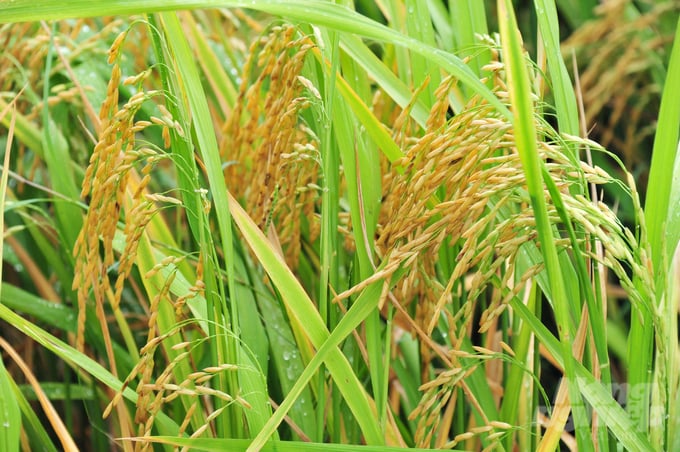 Thanks to the application of smart rice farming processes, Cambodian farmers have reduced the amount of seeds sown by nearly 150 kg of seeds/ha. Photo: Le Hoang Vu.