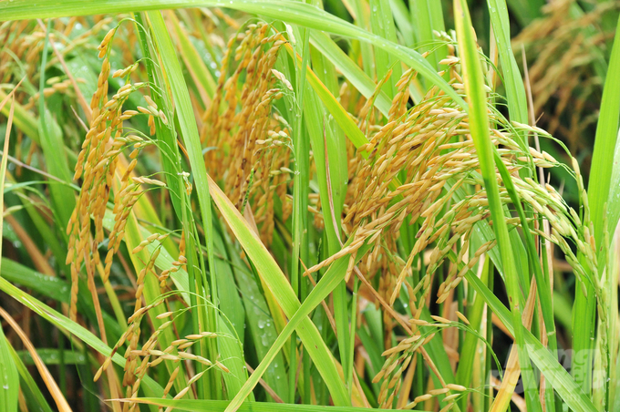 Thanks to the application of smart rice farming processes, Cambodian farmers have reduced the amount of seeds sown by nearly 150 kg of seeds/ha. Photo: Le Hoang Vu.