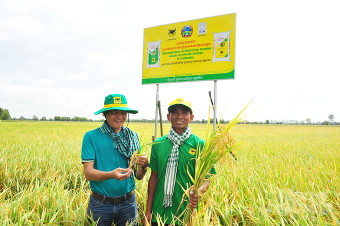 The Cambodian Ministry of Agriculture, Forestry, and Fisheries also recommends that in the coming time, major rice-growing provinces will expand the area by applying smart rice farming processes. Photo: Le Hoang Vu.
