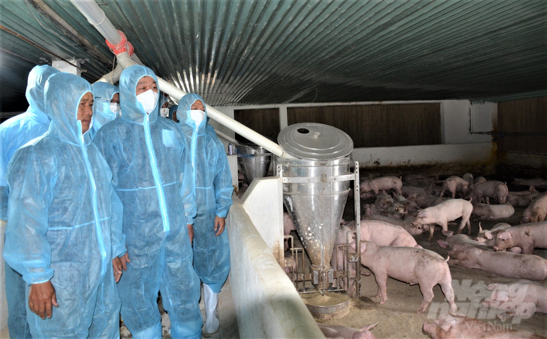 Leaders of Kien Giang province visited a concentrated pig farm in a closed chain in Giang Thanh district. Photo: Trung Chanh.