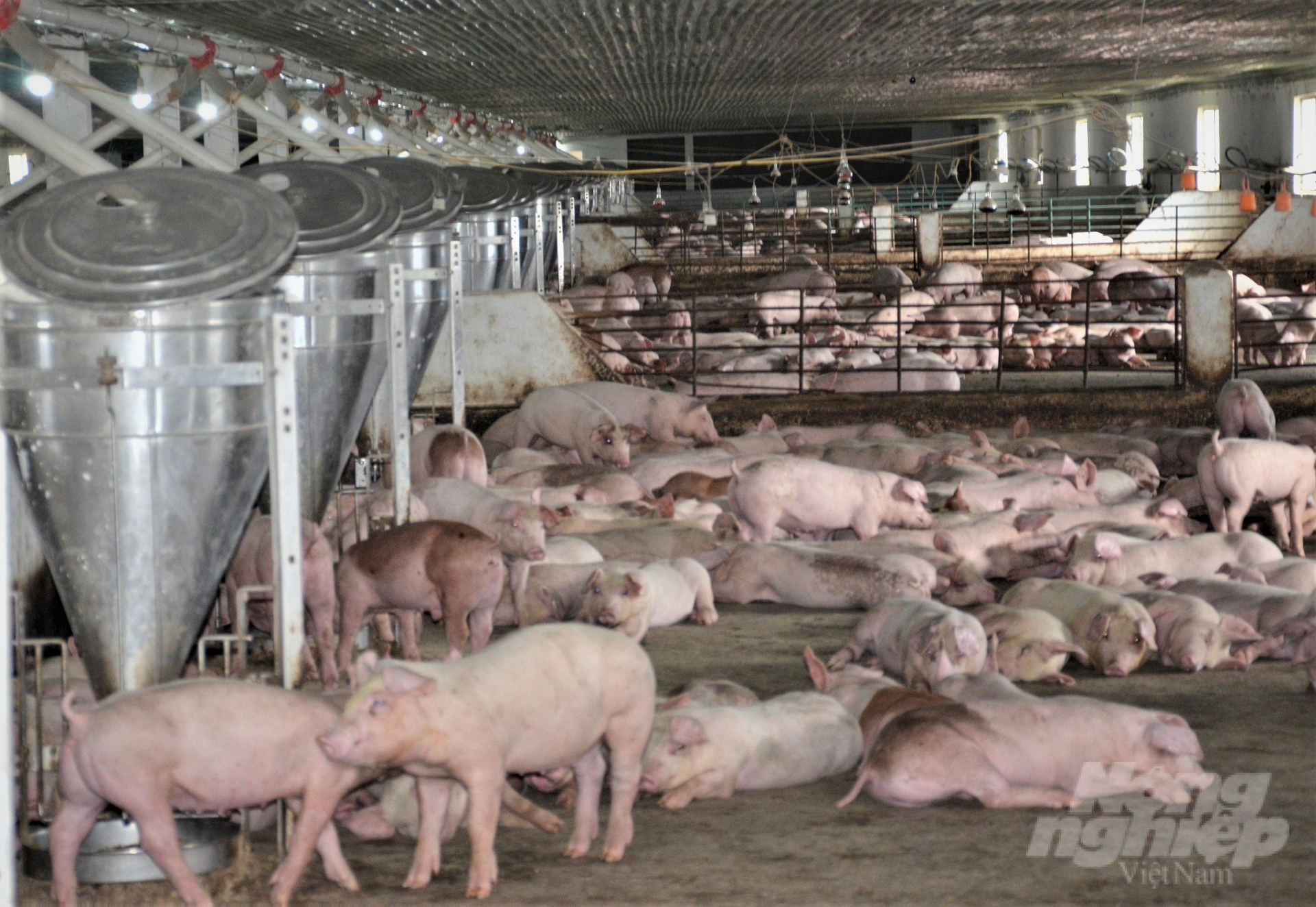 Farming concentrated on a 3F closed chain is an important resource to increase the size of the herd and has a lot of room for development in Kien Giang province. Photo: Trung Chanh.