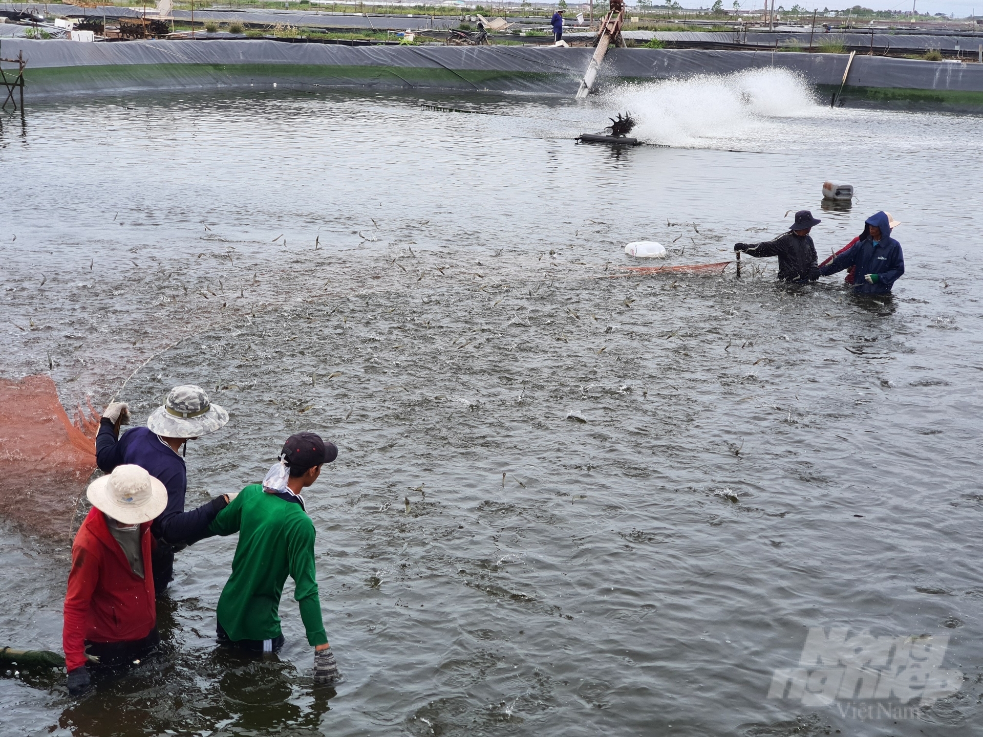Sóc Trăng là một trong những địa phương ở ĐBSCL có thế mạnh về khai thác, nuôi trồng thủy sản, nhất là nuôi tôm nước lợ. Ảnh: Kiều Trang.
