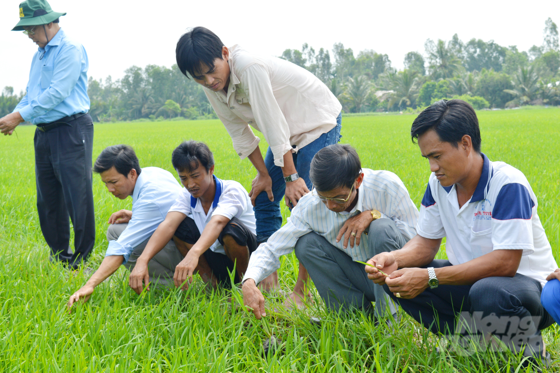 Các học viên tham quan mô hình canh tác lúa thông minh tại các tỉnh ĐBSCL. Ảnh: Lê Hoàng Vũ.