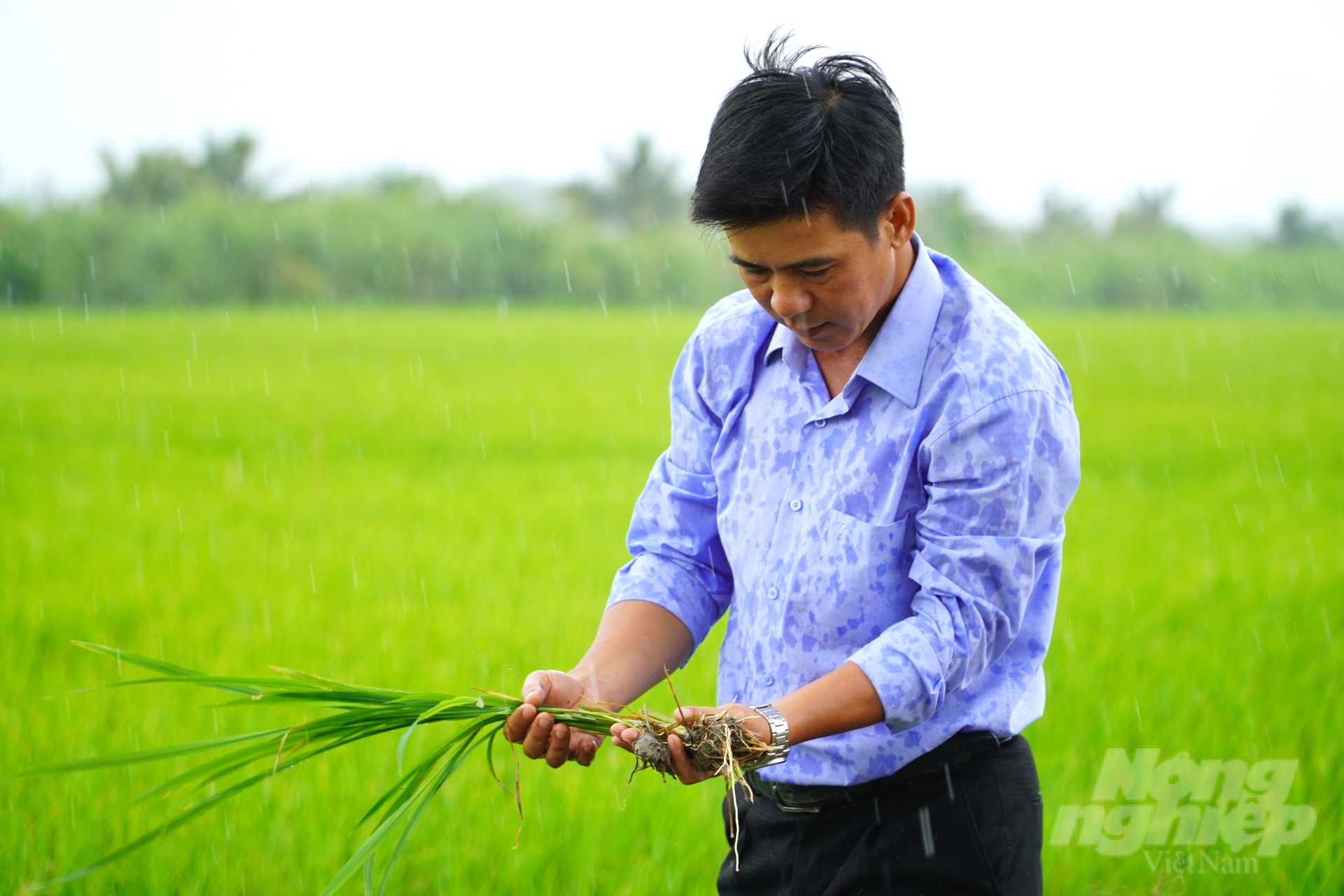 TP Cần Thơ đã triển khai 140 mô hình cánh đồng lớn, quy mô trên 36.000ha và được các doanh nghiệp thực hiện bao tiêu sản phẩm. Ảnh: Kim Anh.