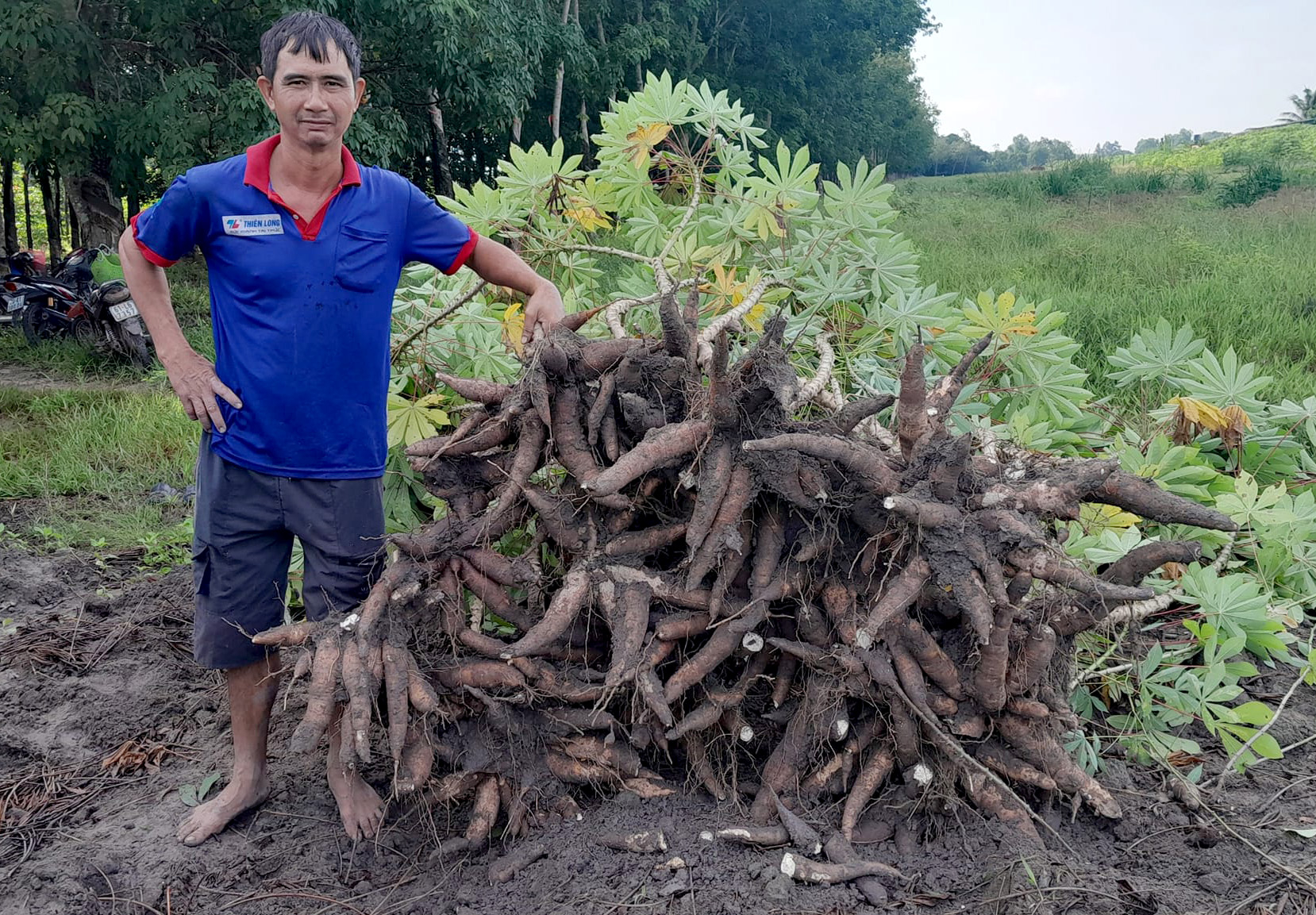 Tay Ninh farmers with a harvest of cassava. Photo: Son Trang.