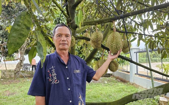 Mr. Le Anh Quang from Lien Hoa village, Son Binh commune, earns an average of 1 billion VND per year from durian farming. Photo: Kim So.